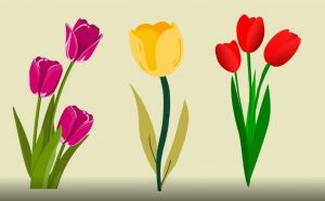 La scelta del tulipano ti dirà di più sulla tua personalità