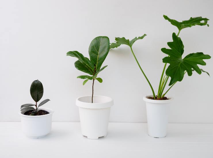 piante contro la polvere